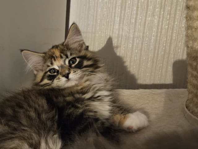 Biscaya BigPawz