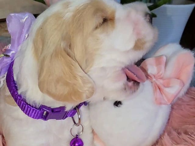 Puppy: Bella