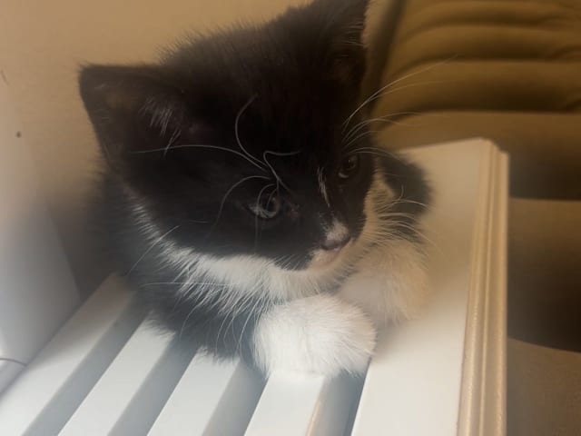 kitten: Hona 1