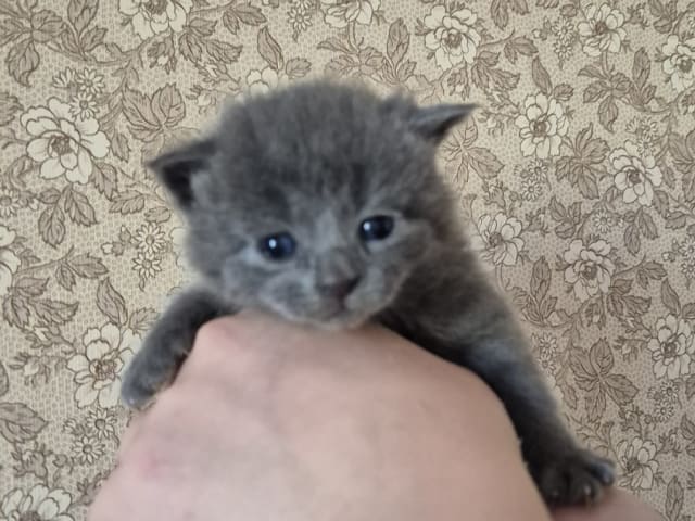 kitten: Hane 1