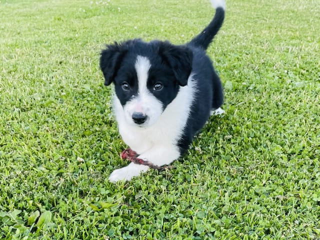 Puppy: Hane 1