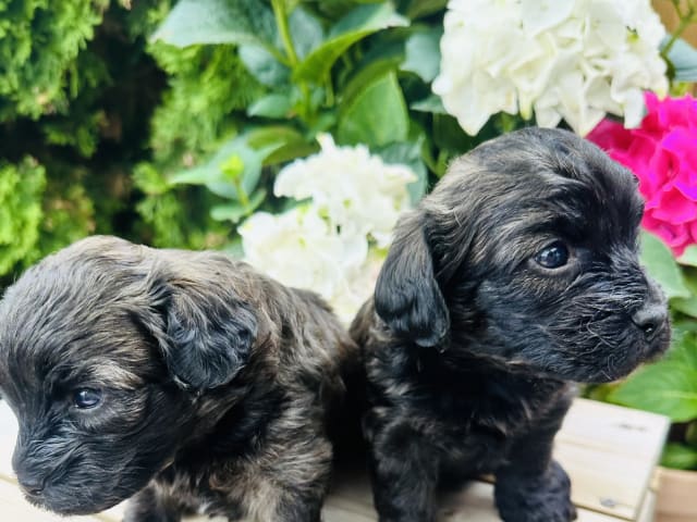 Puppy: Tik 1