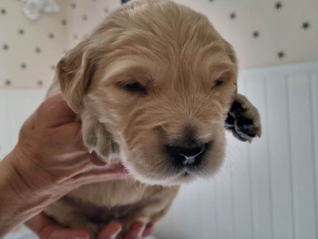 Puppy: Blå