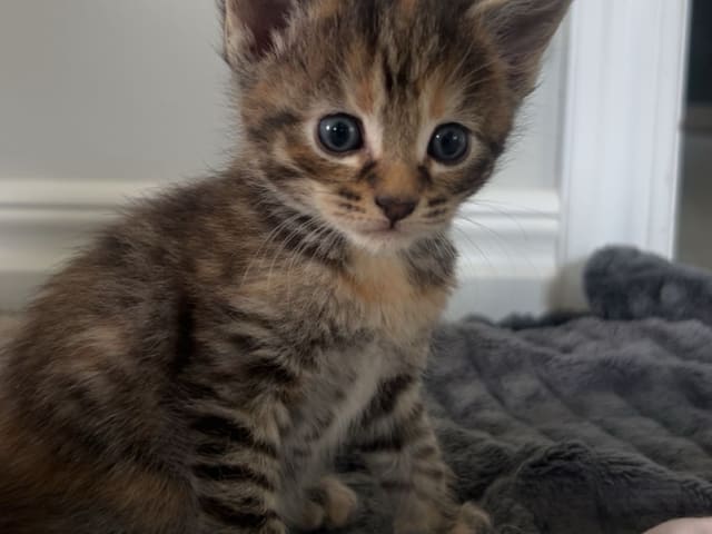 Kattunge: Hona 1