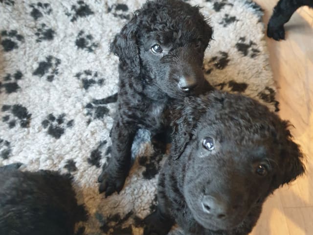 Ing-Maris kennel