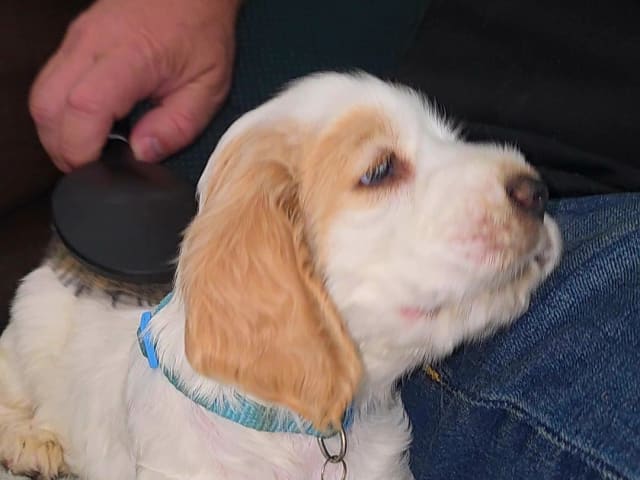 Puppy: Alpha