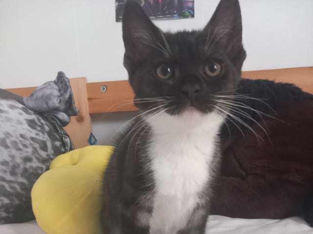 kitten: Female 1