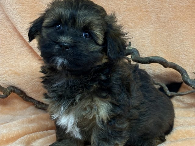 Puppy: Hane 4