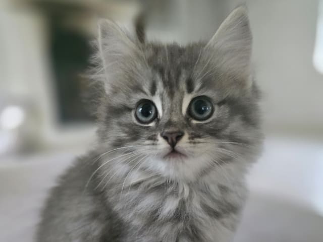 kitten: Kerstin