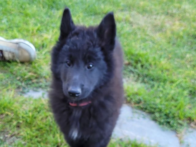 Puppy: Tispe 1