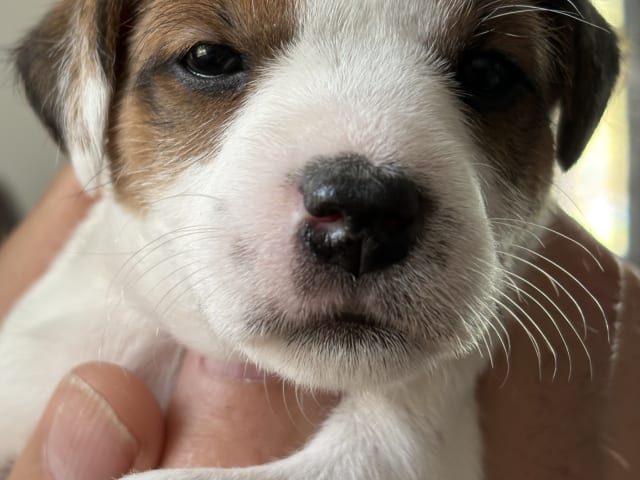 Puppy: Gunilla