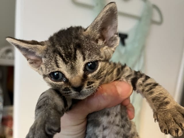 Kattunge: Hona 2