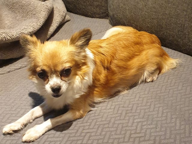 Mor: Laika