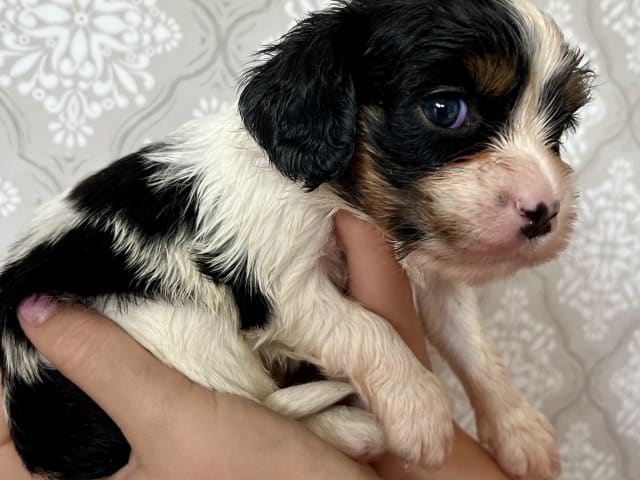 Puppy: Tik 1 Smilla