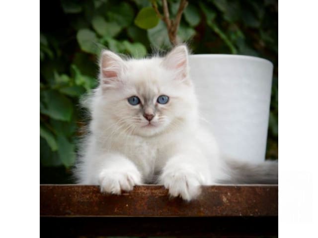 Kattunge: Truls