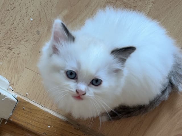 Kattunge: Spillevinken