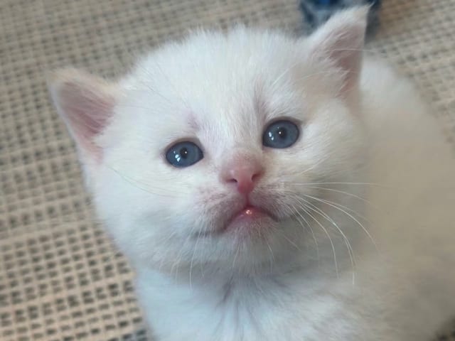 kitten: Hannkatt 1