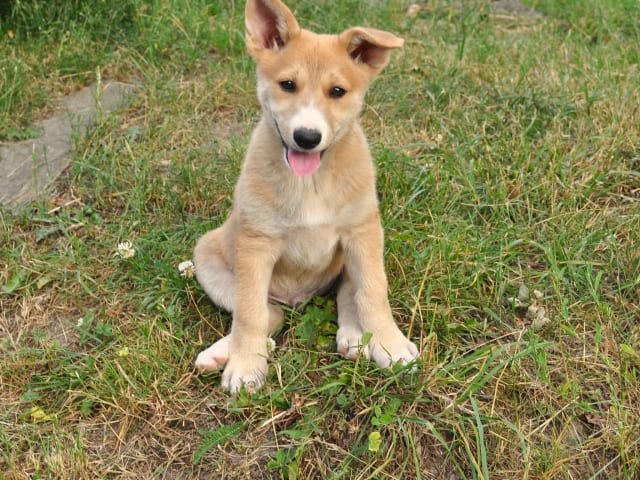 Puppy: Hane 3