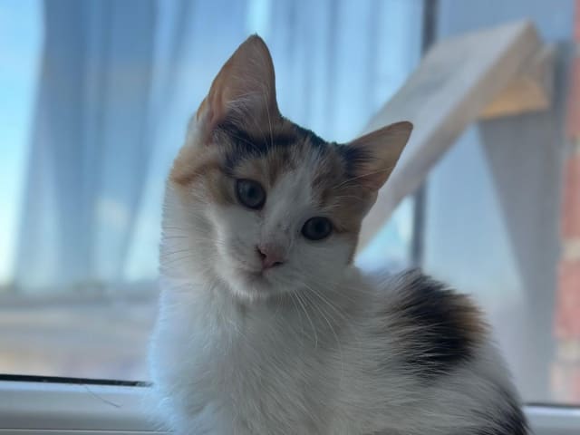 kitten: Hona 1