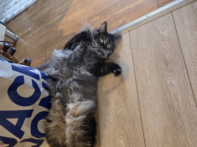 Cat: Milla