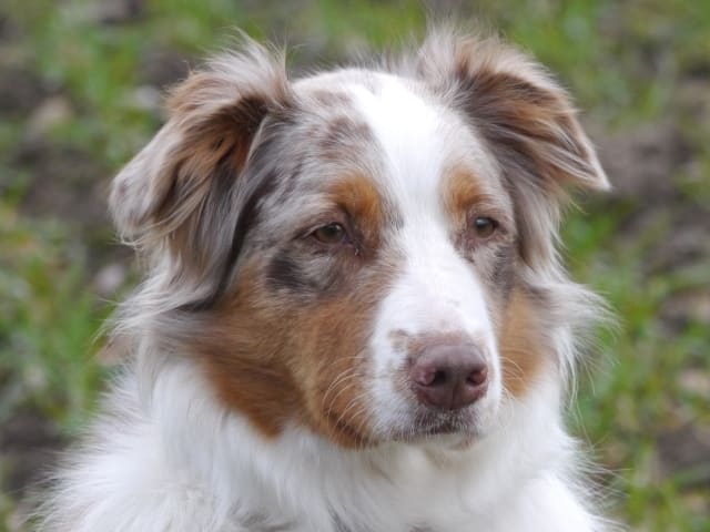 Mamma: Merle