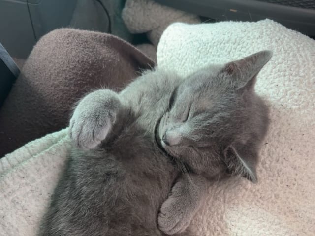 kitten: Hane 1