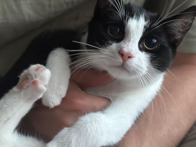 kitten: Hona 2