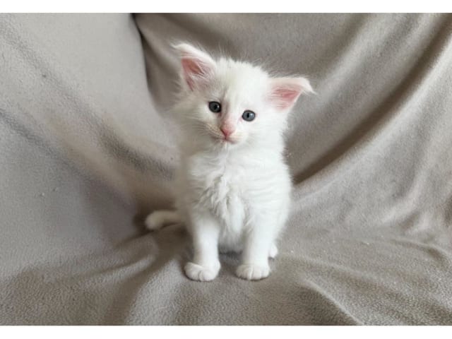 kitten: Sirius