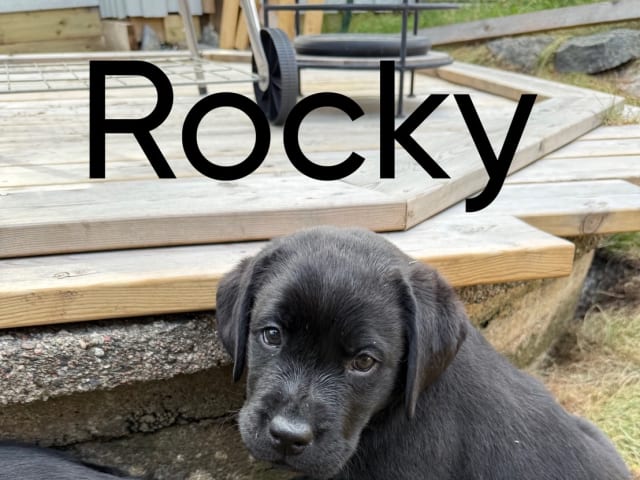 valp: Rocky