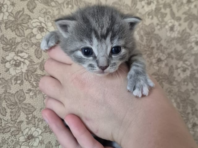 kitten: Hona 4