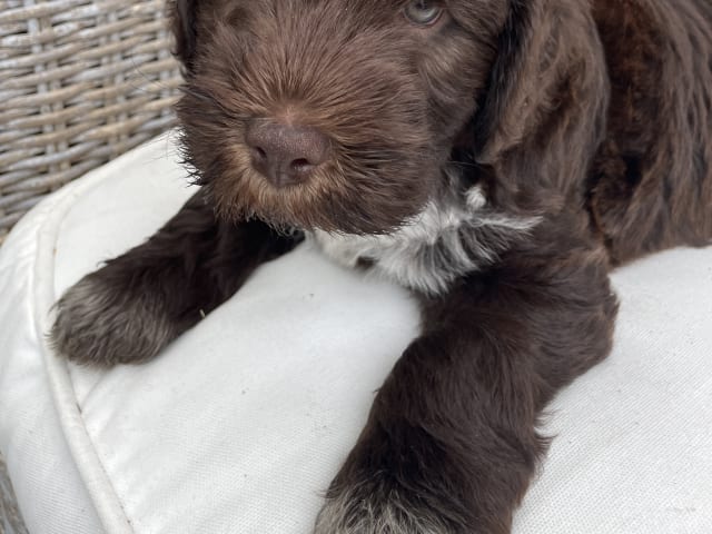 Puppy: Sigge