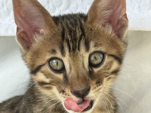 kattunge: Hane 1