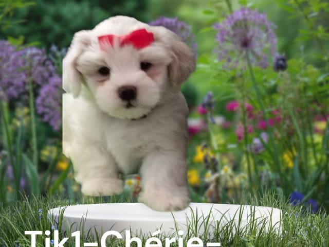 Puppy: Chérie