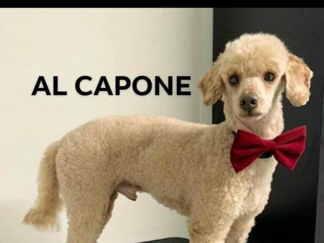 Far: Al Capone