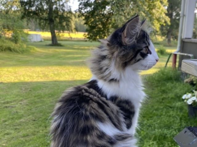 Mother: Furandpurr’s Sanna