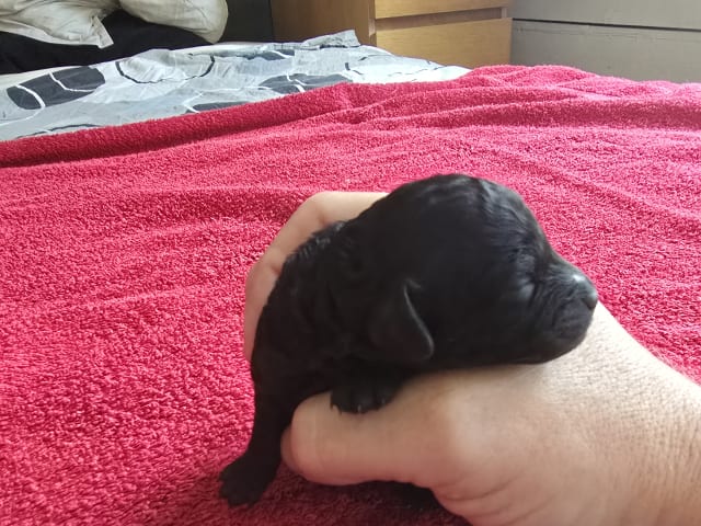 Puppy: Hane 2