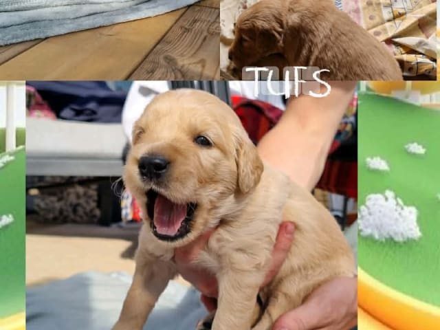Puppy: Tufs