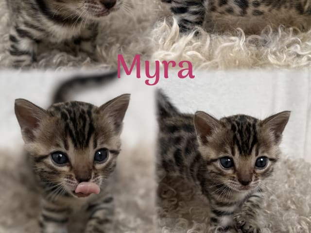 kattunge: Myra