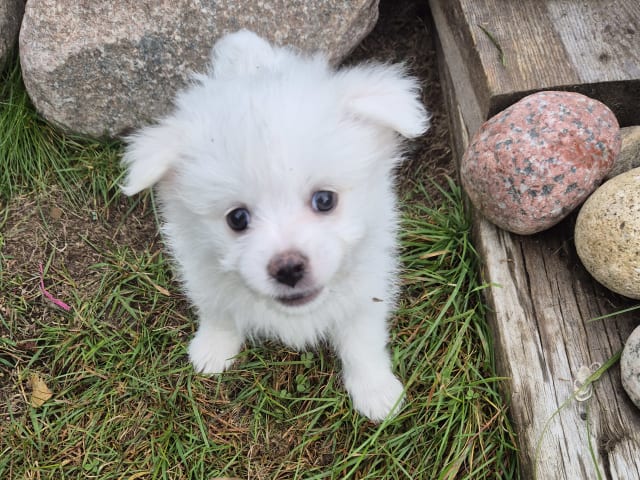 Puppy: Hane 2