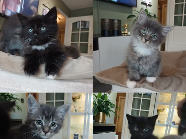 kitten: Kattunger