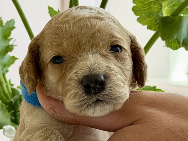 Puppy: Blå