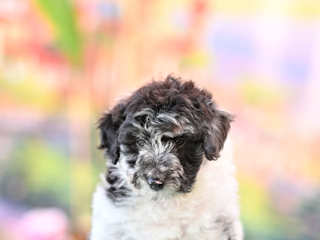 Puppy: Eloody