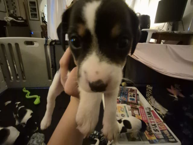 Puppy: Tik 2