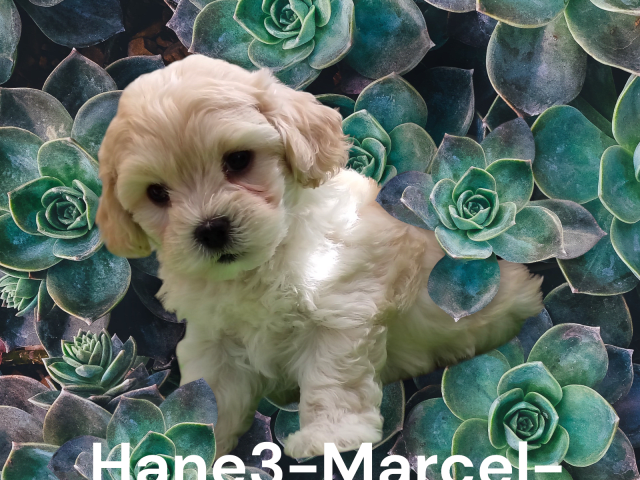 Puppy: Marcel