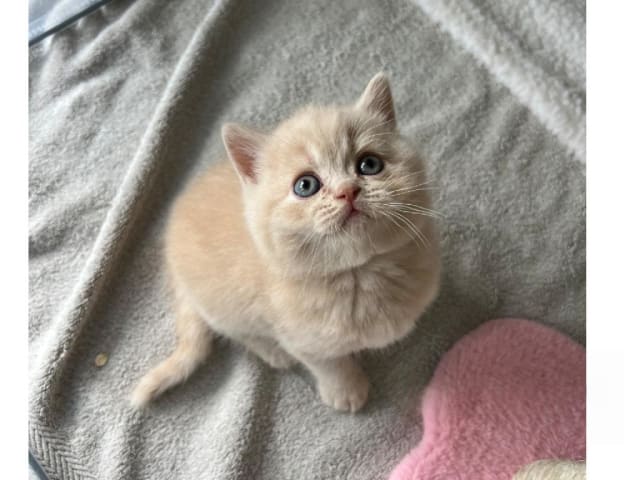 Kattunge: Billy Blåklint