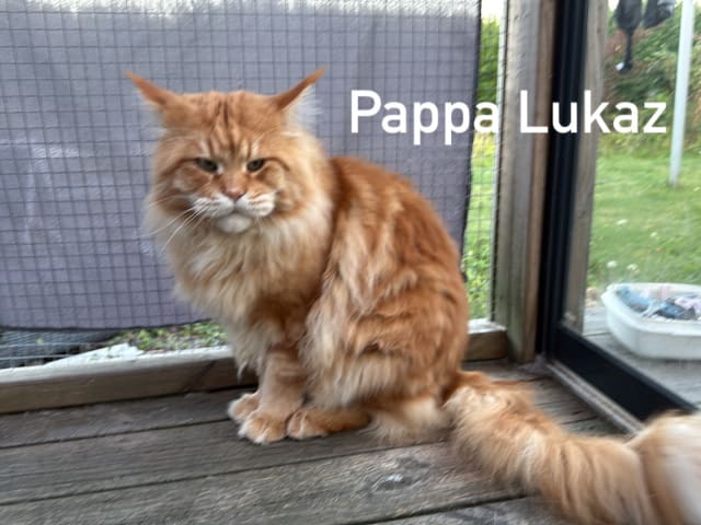 Pappa: Lukaz