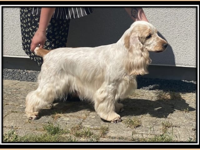 Dragongårdens kennel