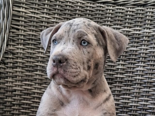 Puppy: Hane 1