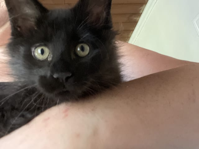kitten: Hane 1