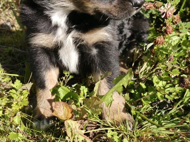 Puppy: Sam